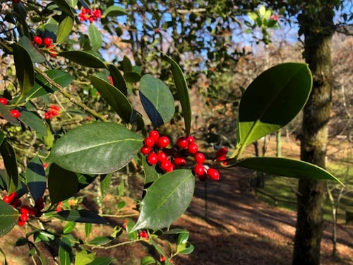 Ilex aquifolium (Holly) — photo