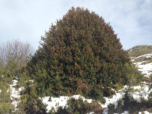 Ilex aquifolium (Holly) — photo