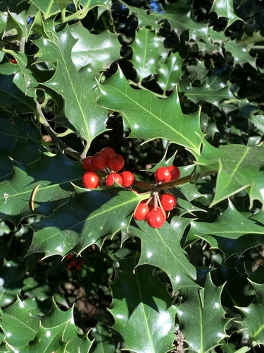Ilex aquifolium