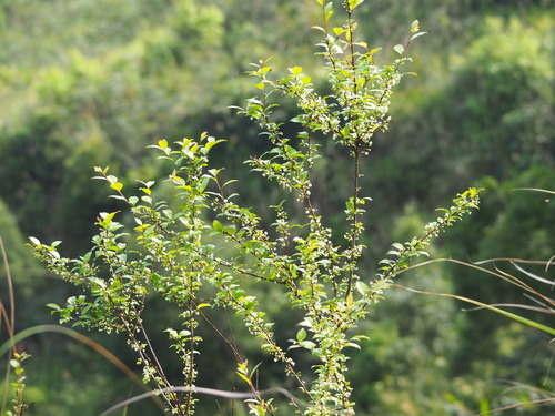 Ilex asprella — photo