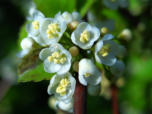 Ilex asprella