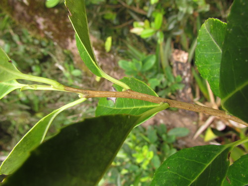 Ilex brevicuspis (Short cusp holly) — photo
