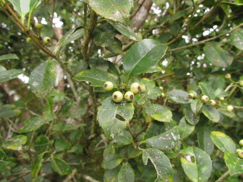 Ilex brevicuspis