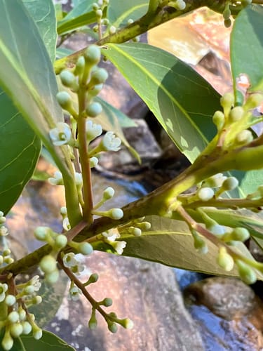 Ilex conocarpa — photo