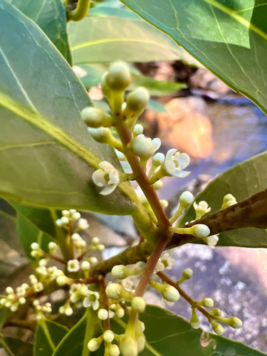 Ilex conocarpa