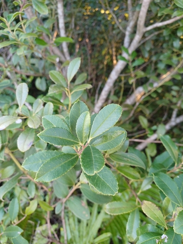 Ilex dumosa (Bush holly) — photo