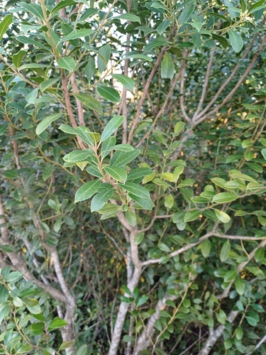 Ilex dumosa (Bush holly) — photo