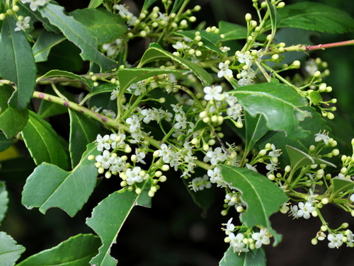 Ilex dumosa