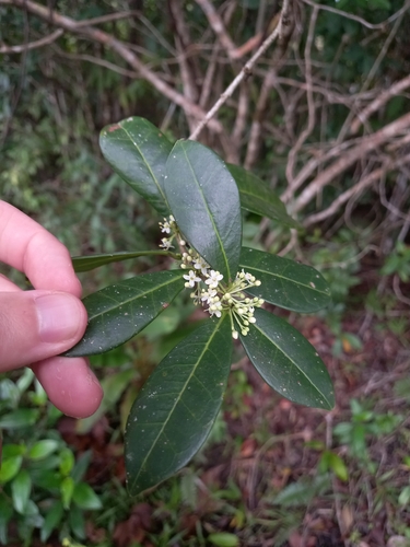 Ilex guianensis (Maconcona) — photo