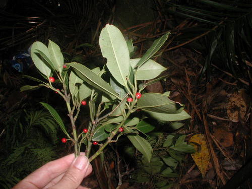 Ilex guianensis (Maconcona) — photo