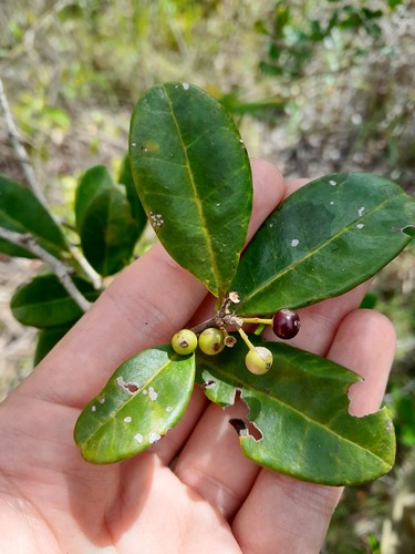 Aquifoliaceae