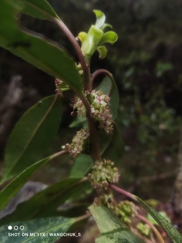 Ilex hookeri — photo