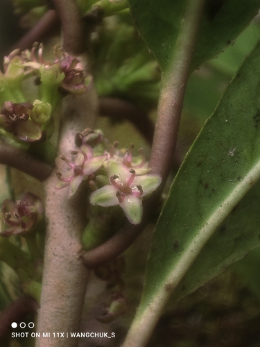 Ilex hookeri