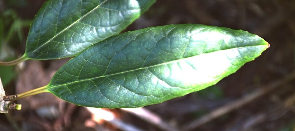 Ilex insignis — photo