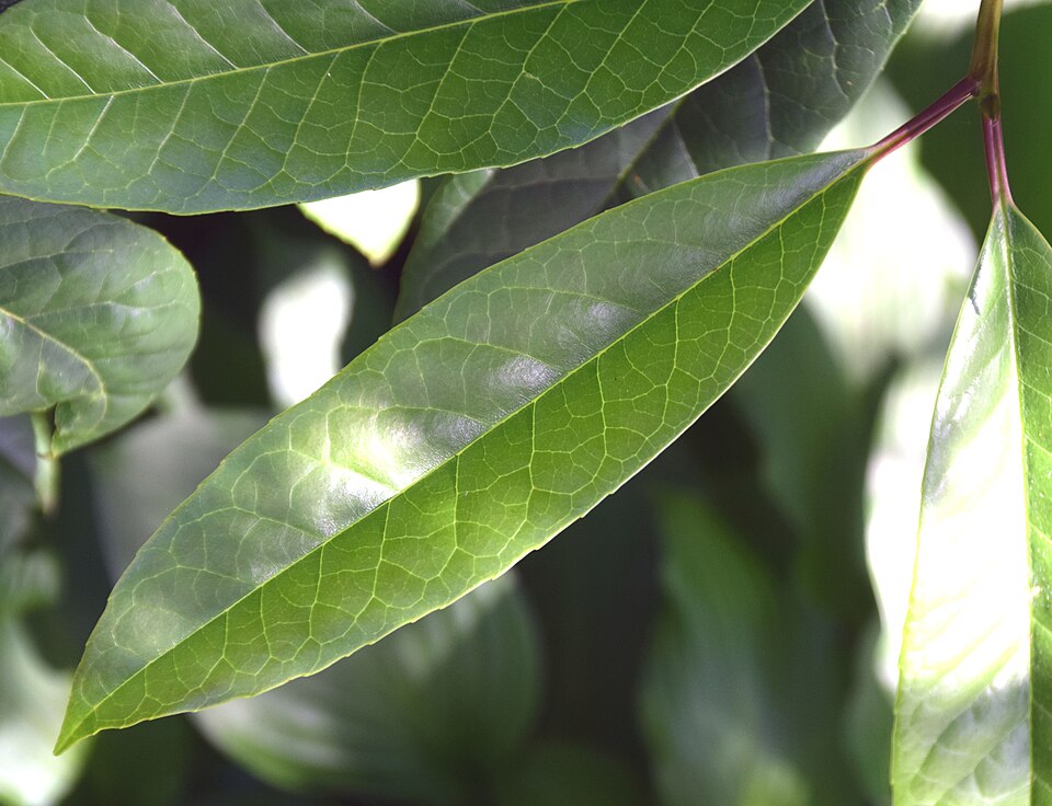 Ilex insignis