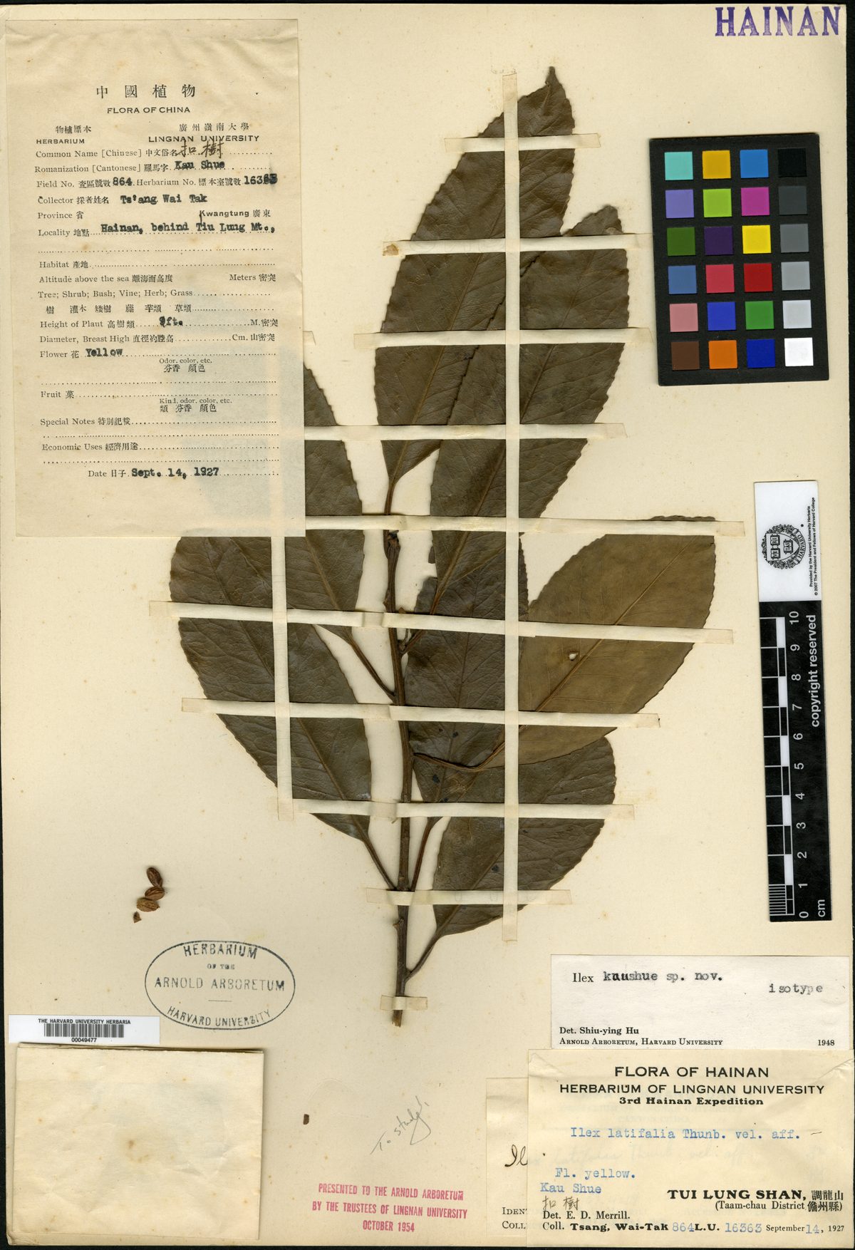 Ilex kaushue (Bitter tea) — photo