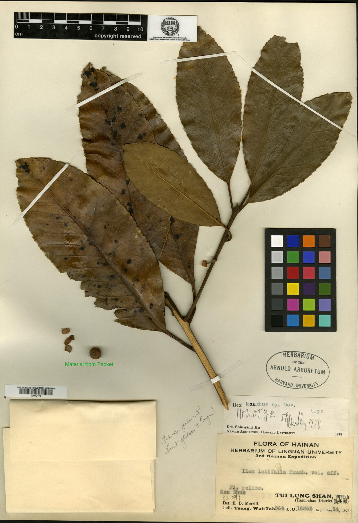 Ilex kaushue (Bitter tea) — photo