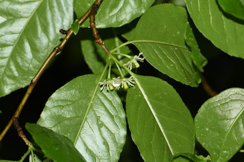 Ilex macrocarpa — photo