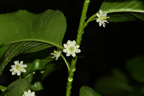 Ilex macrocarpa