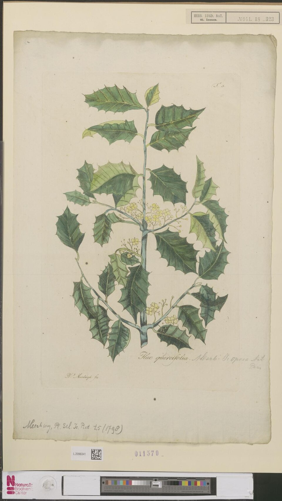 Ilex quercifolia