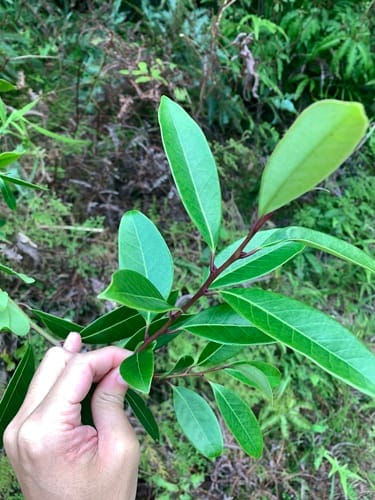 Ilex rotunda — photo
