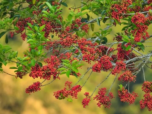 Ilex rotunda — photo