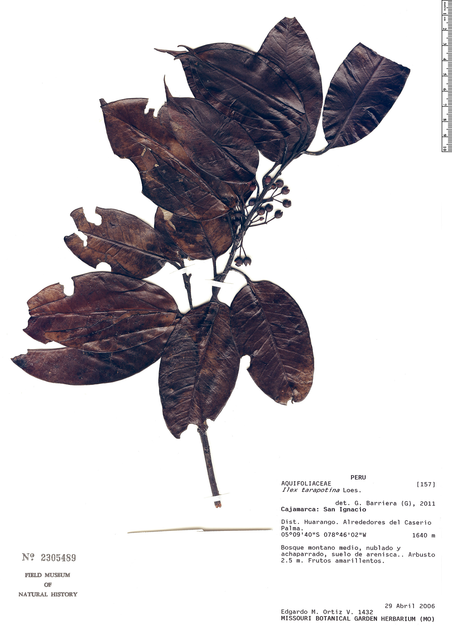 Ilex tarapotina — photo