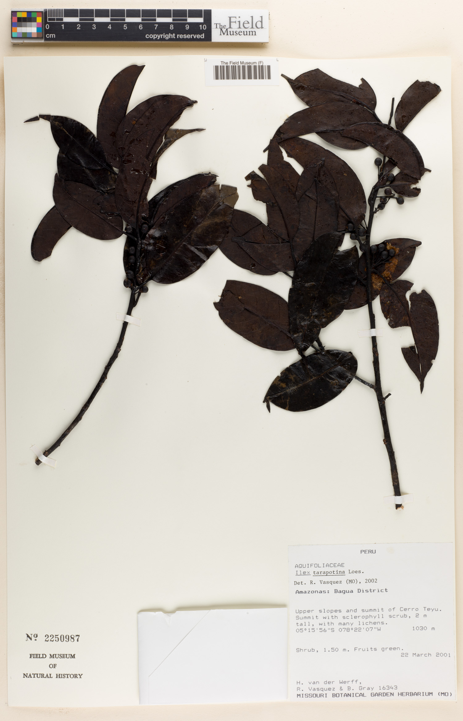 Ilex tarapotina — photo