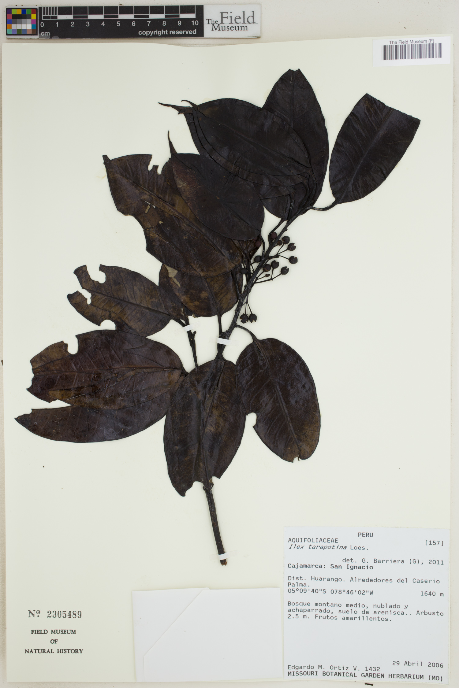 Ilex tarapotina