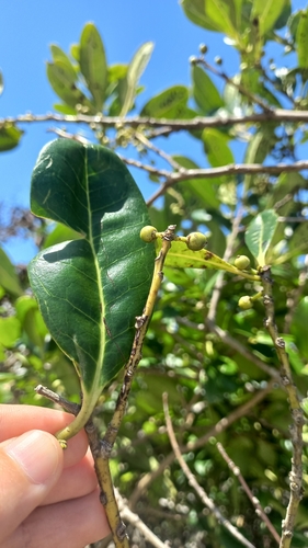 Ilex theezans (Tea holly) — photo