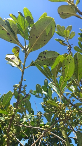 Ilex theezans (Tea holly) — photo