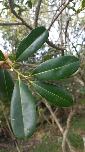 Ilex theezans