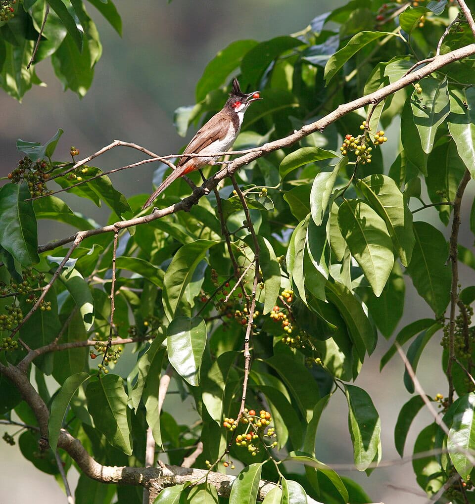 Ilex umbellulata — photo