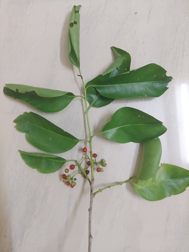 Ilex umbellulata