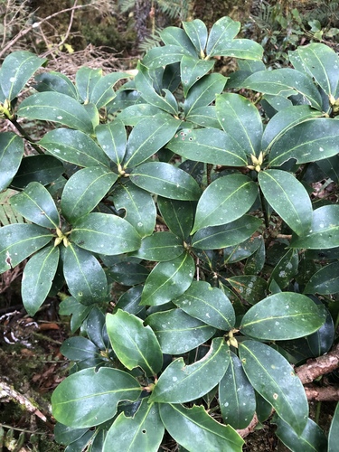 Illicium anisatum (Japanese star anise) — photo