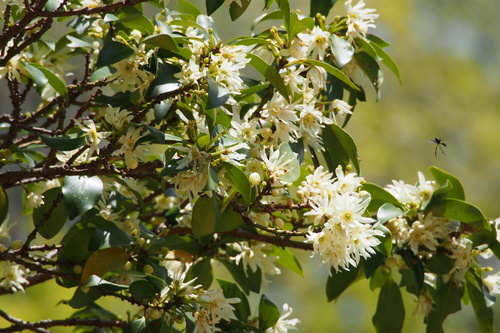 Illicium anisatum (Japanese star anise) — photo