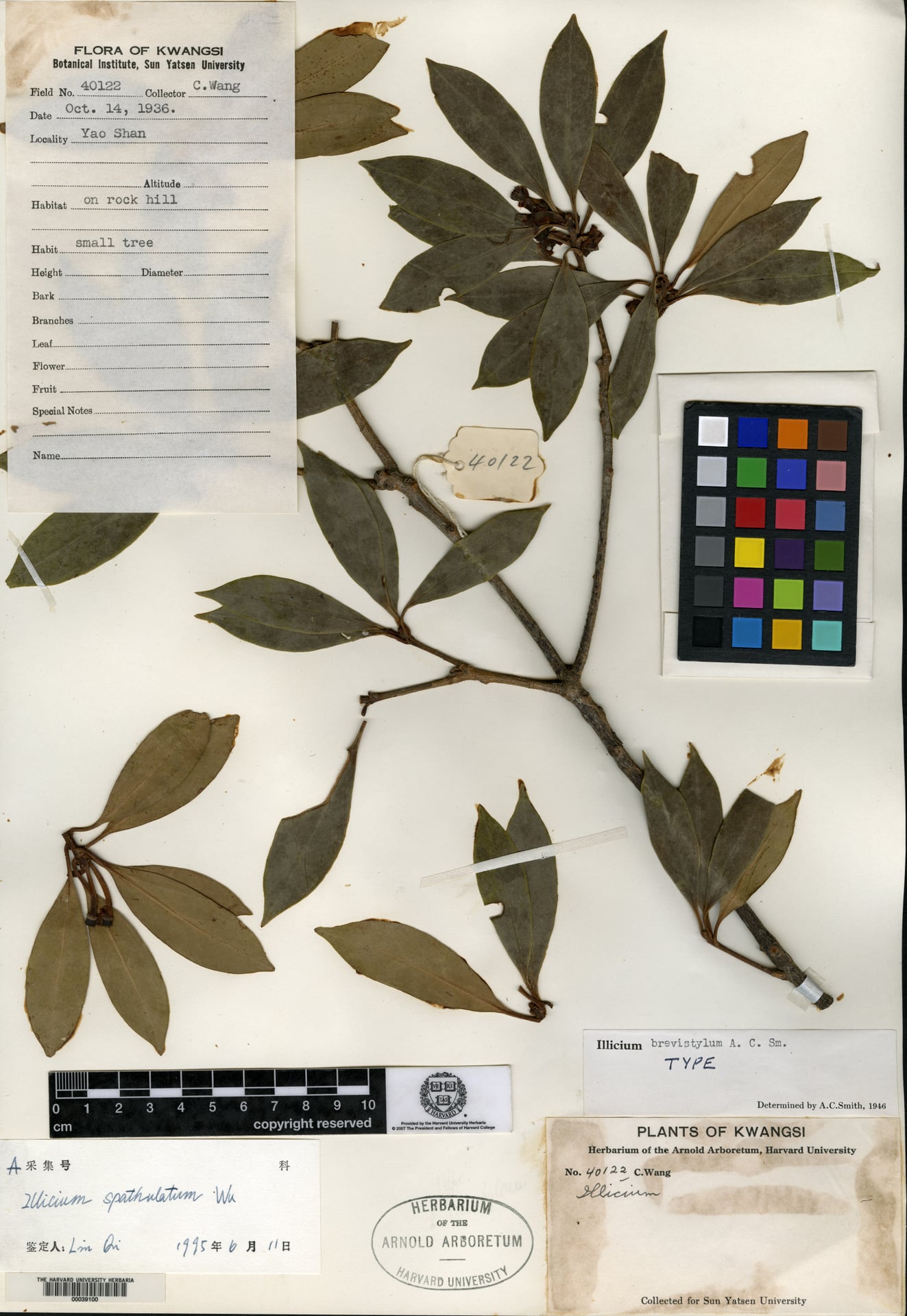 Illicium brevistylum