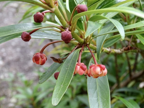Illicium dunnianum