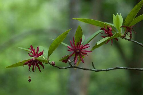 Illicium floridanum (Purple anise) — photo