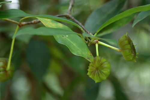 Illicium floridanum (Purple anise) — photo
