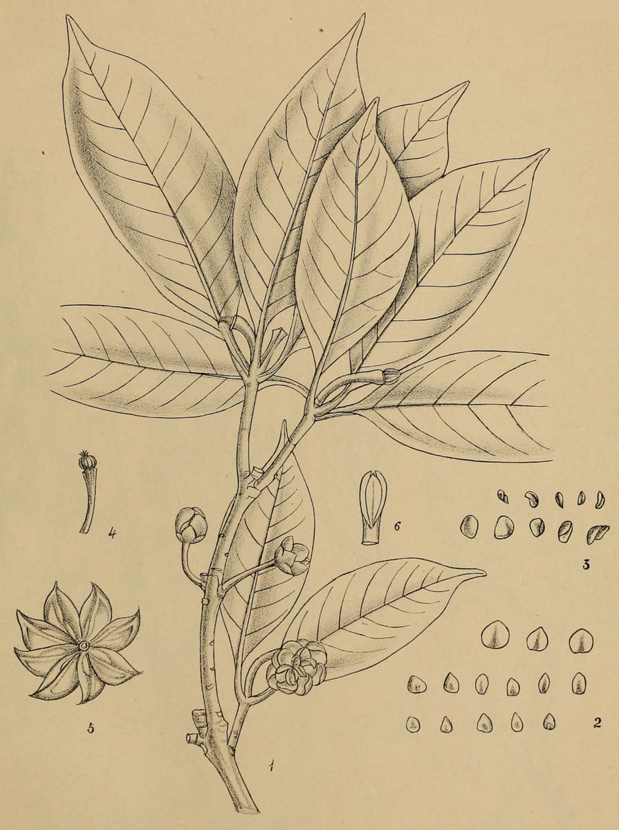 Illicium griffithii — photo