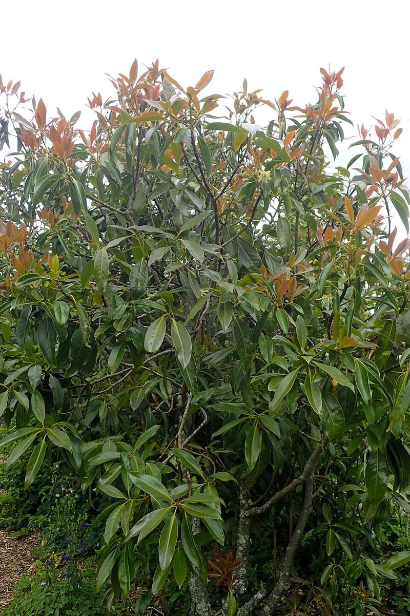 Illicium majus — photo