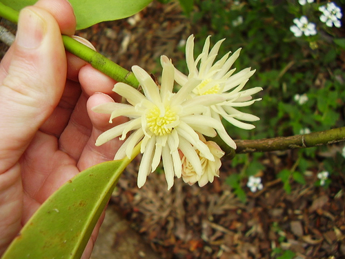 Illicium majus