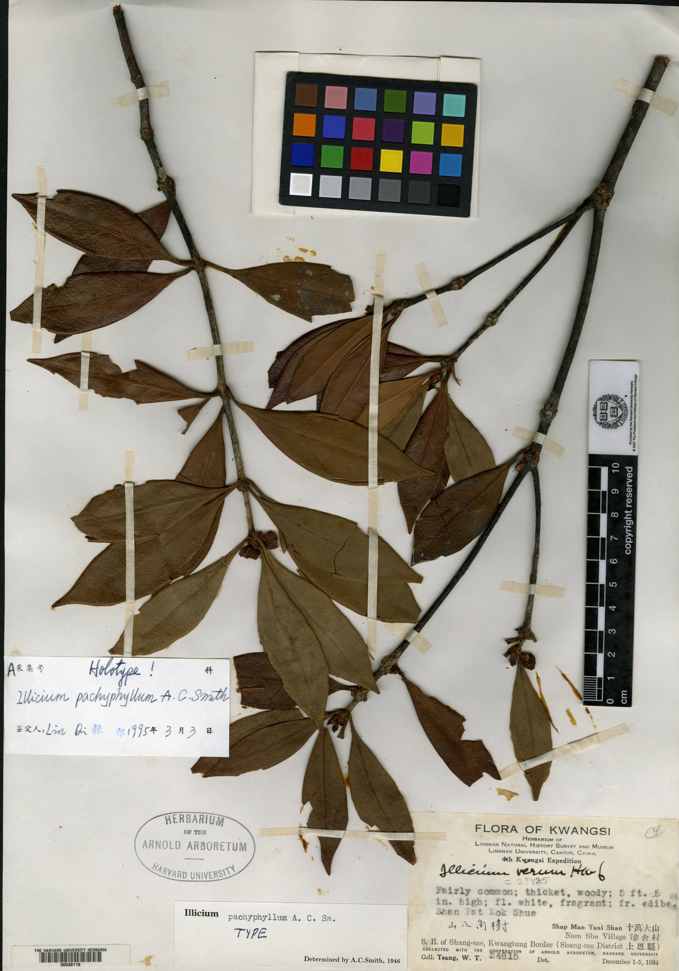 Illicium pachyphyllum (Pat kok shue) — photo