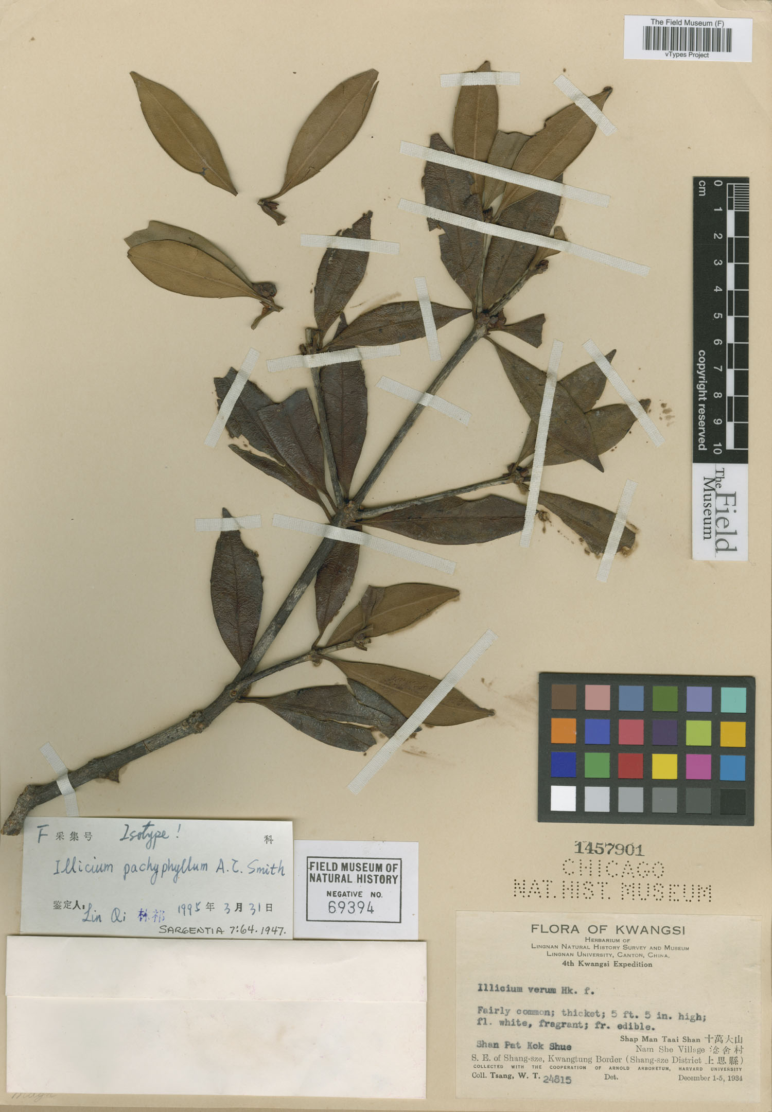 Illicium pachyphyllum