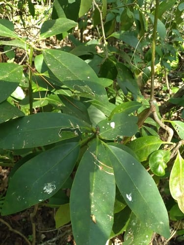 Illicium parviflorum (Yellow star anise) — photo