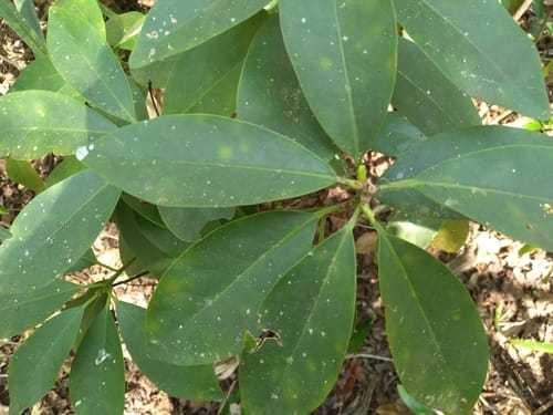 Illicium parviflorum (Yellow star anise) — photo