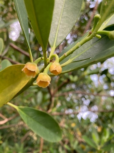 Illicium parviflorum