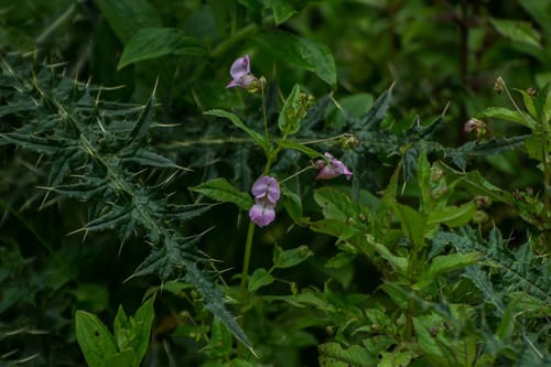 Impatiens amplexicaulis (Clasping-leaf balsam) — photo