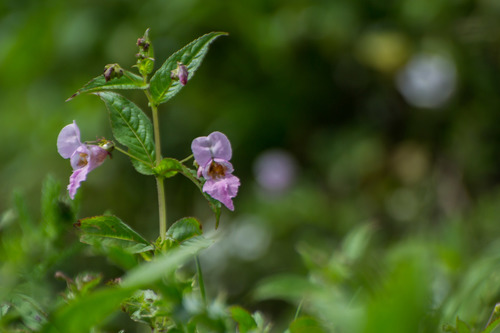 Balsaminaceae
